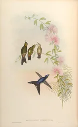 Ramphomicron microrhynchum